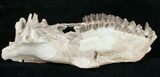 Oreodont (Merycoidodon) Skull - Nebraska #10747-5